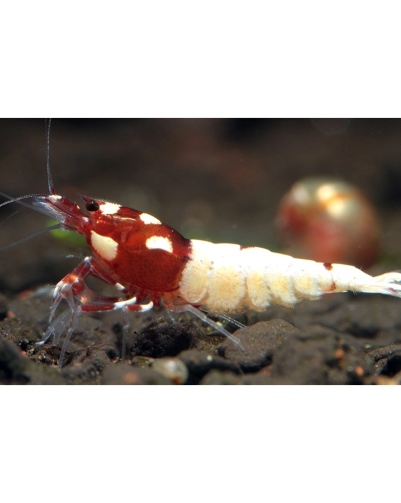 Caridina sp. Pinto Spotted Head Red — photo