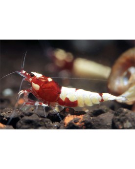 Caridina sp. Pinto Red — motifs Spotted Head (exemples)