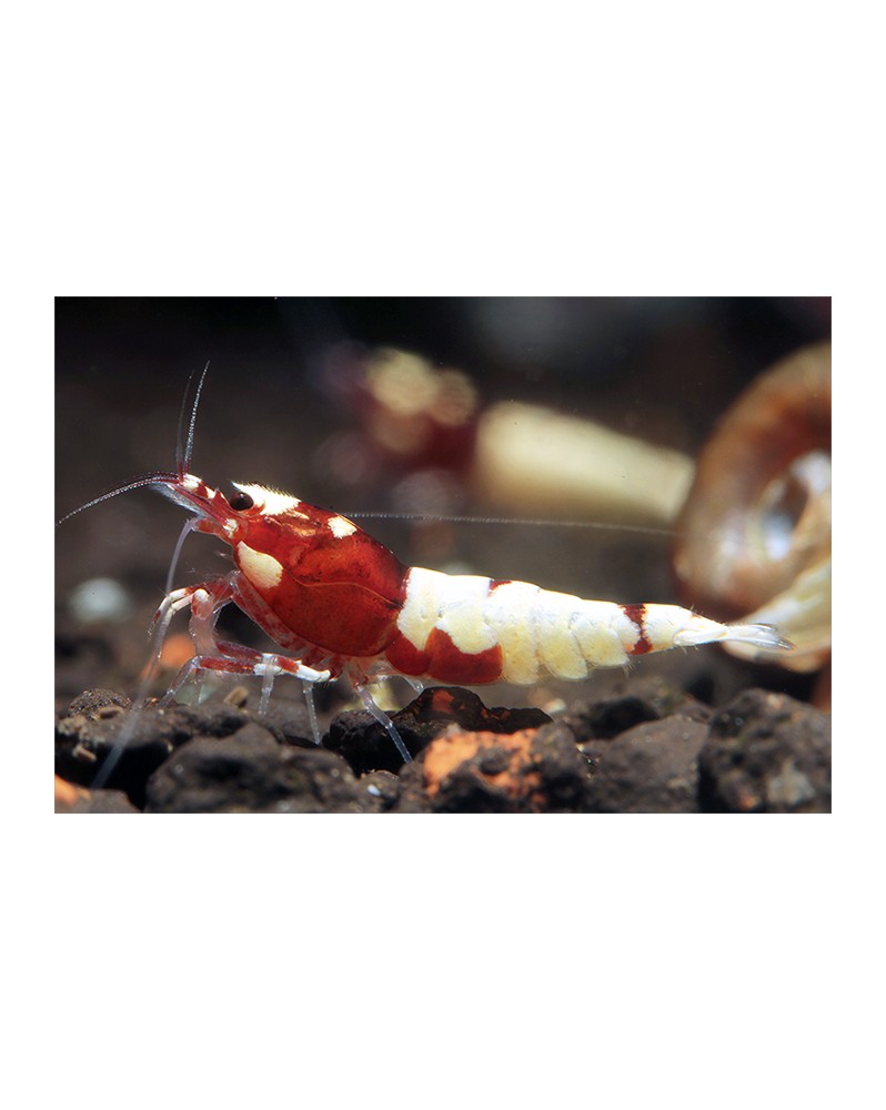 Caridina sp. Pinto Red — motifs Spotted Head (exemples)