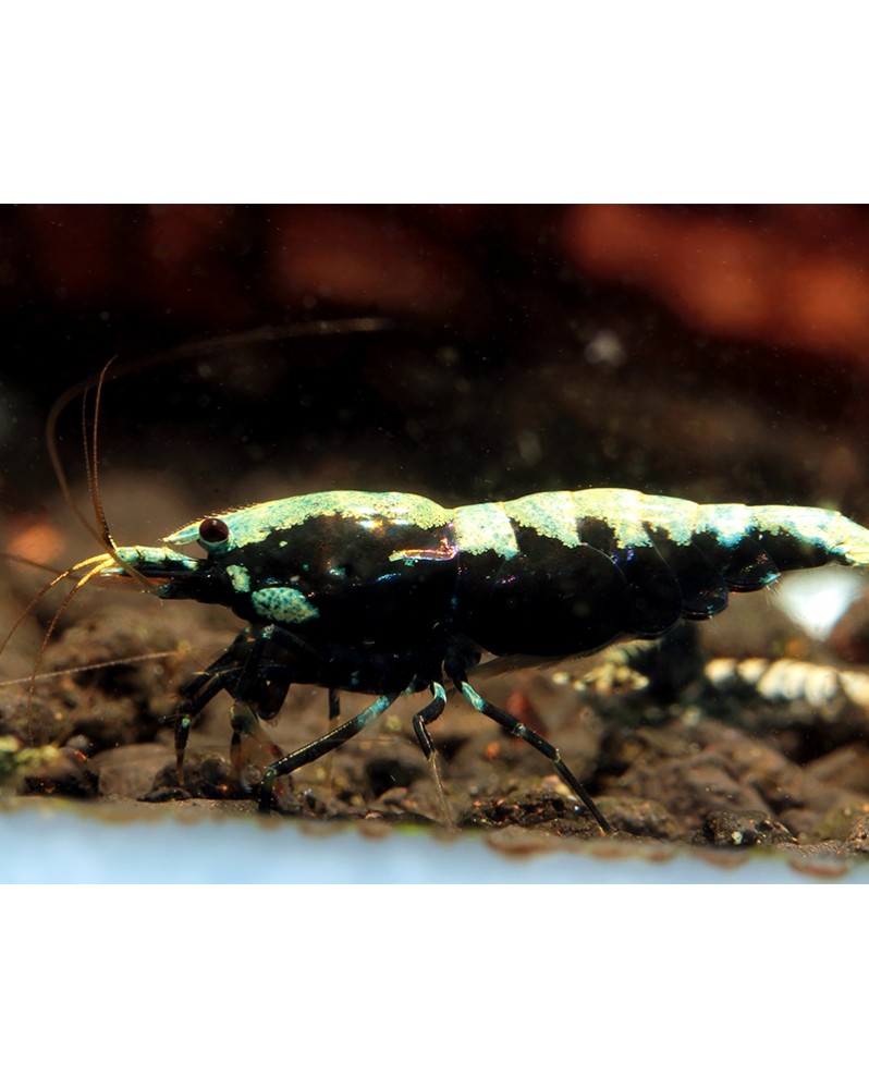 Caridina Fishbone Backline — motif et couleurs (exemple)