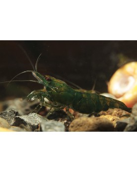 Neocaridina Dark Green Jade - Crevette verte foncée