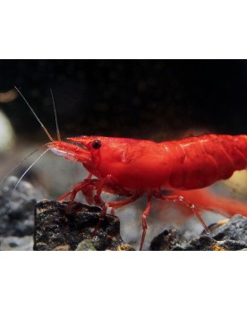 Crevette Sakura rouge 1-1.5 cm
