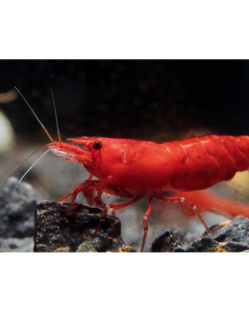 Crevette Sakura rouge 1-1.5 cm