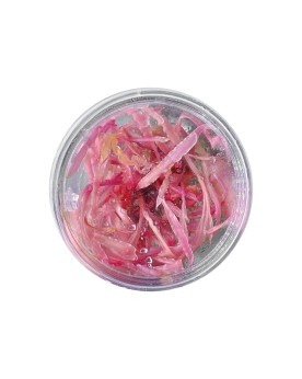Cryptocoryne balansae « Pink » – feuilles rosées (In Vitro)