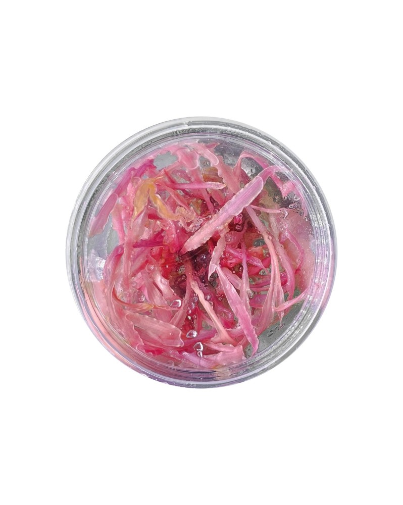 Cryptocoryne balansae « Pink » – feuilles rosées (In Vitro)