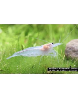 Crevette Amano 'Snow' (Caridina multidentata)