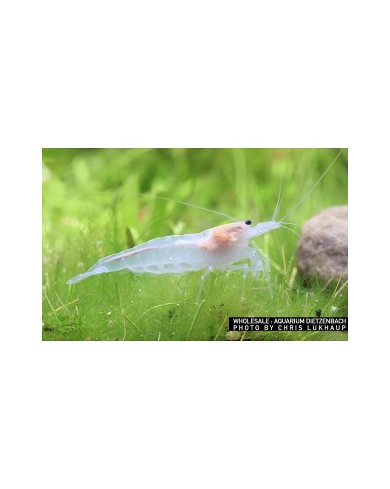 Crevette Amano 'Snow' (Caridina multidentata)