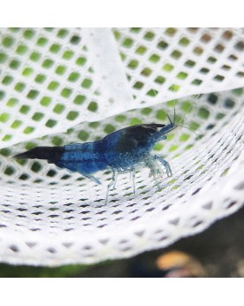 Crevette Blue Dream déclassée 1-1,5 cm