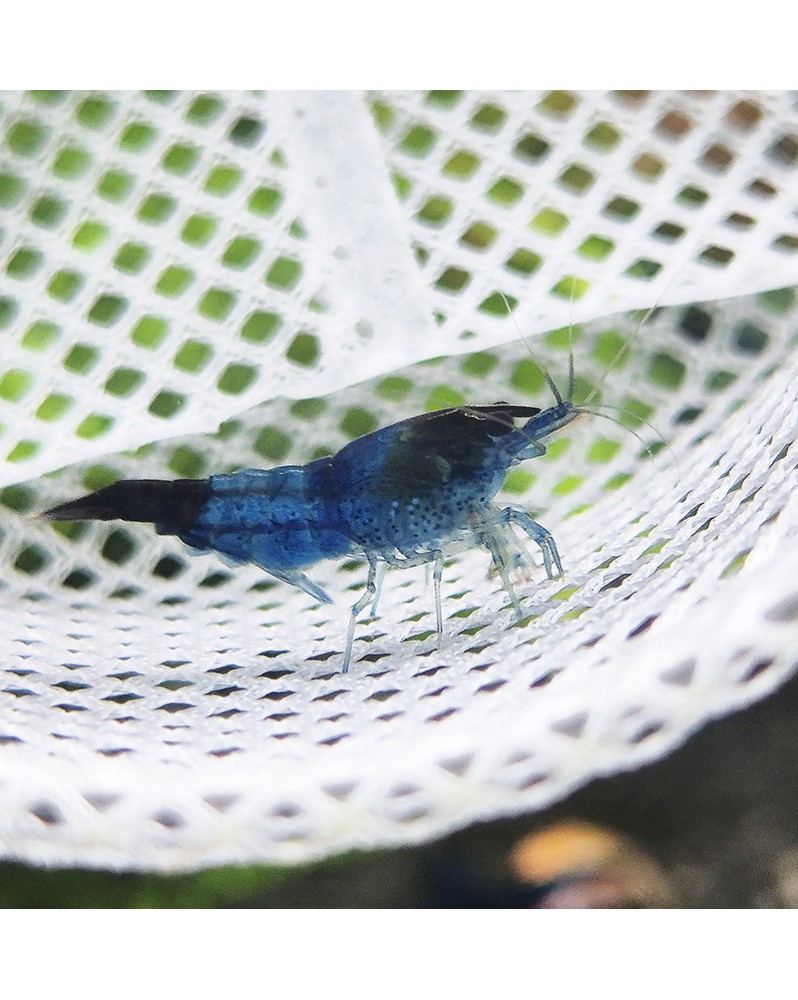 Crevette Blue Dream déclassée 1-1,5 cm