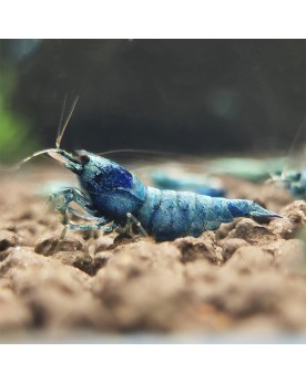 Caridina Blue Bolt — crevette d'aquarium, femelle bleu foncé