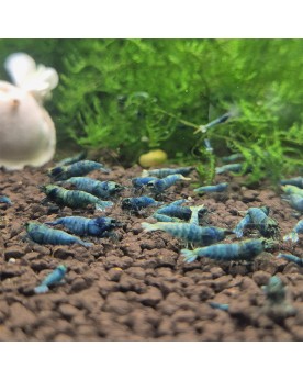 Caridina Blue Bolt — crevette d'aquarium, femelle bleu foncé