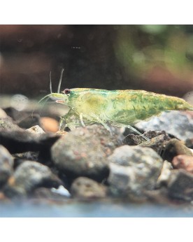 Neocaridina Green Jade déclassées — couleurs variables