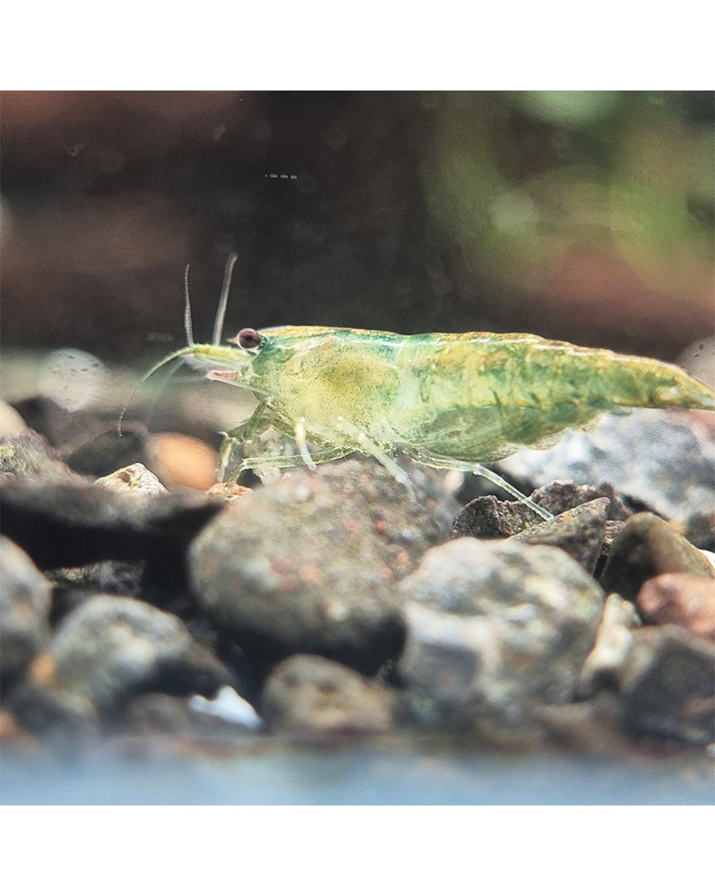Neocaridina Green Jade déclassées — couleurs variables
