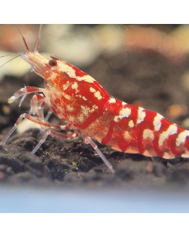 Fancy Tiger Red - Crevette Grade Mid (rouge/blanc)