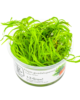 Najas guadalupensis en aquarium – plante flottante et racines