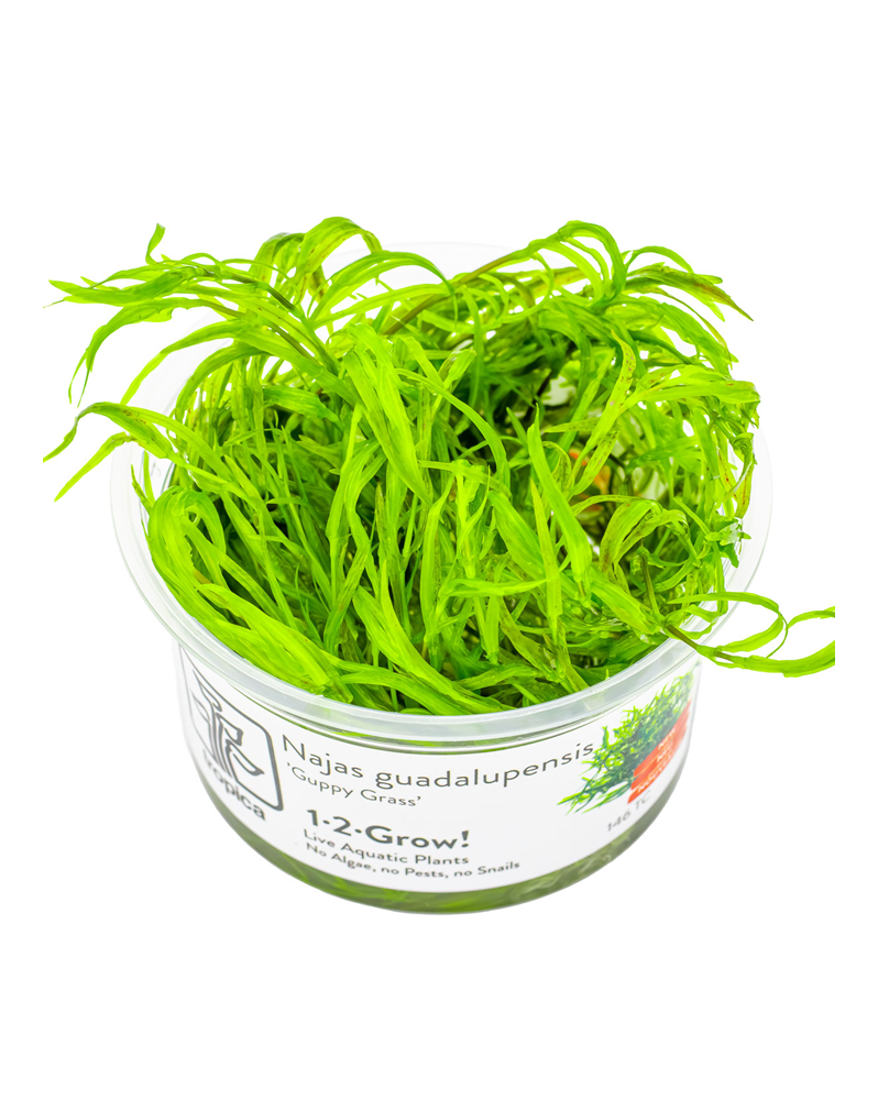 Najas guadalupensis en aquarium – plante flottante et racines