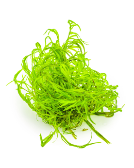 Najas guadalupensis en aquarium – plante flottante et racines
