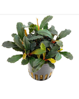 Bucephalandra lamandau sur roche en aquarium