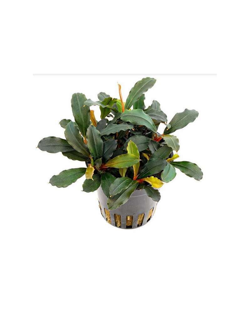 Bucephalandra lamandau sur roche en aquarium