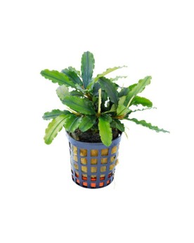 Bucephalandra Theia Green en pot — feuillage vert