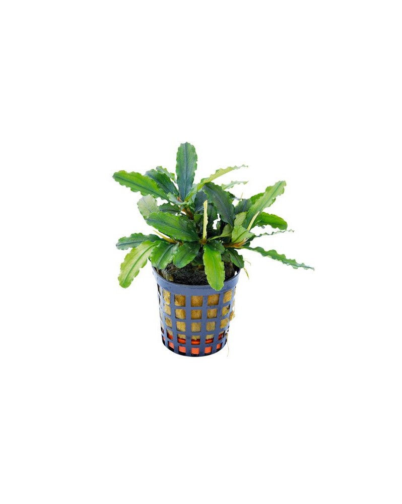 Bucephalandra Theia Green en pot — feuillage vert