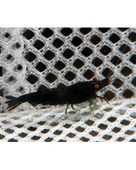 Crevette Black Rose Orange Eyes - juvénile 1-1,5 cm