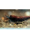 Crevette Tiger Deep Blue - jeunes 1-1.5 cm