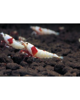 Caridina PRL Hinomaru - corps blanc pur, pattes colorées
