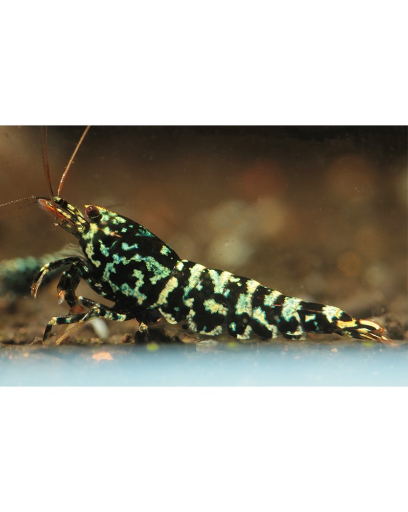 Caridina Snow Fall Mid — robe noire tachetée 'neige'