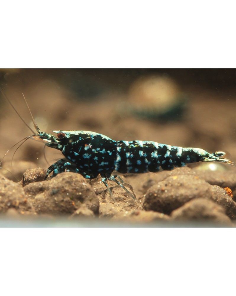 Caridina sp Wicked Stardust - Grade Mid, backline et taches
