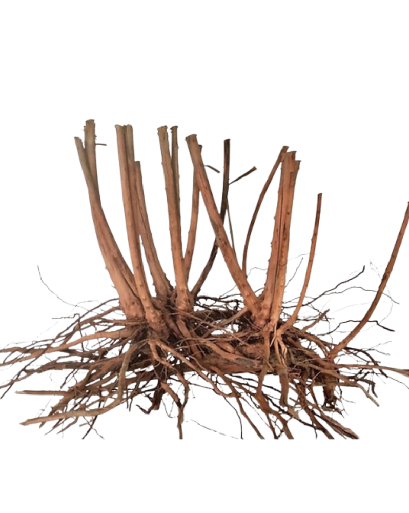 Racine Spikeroot 30-40 cm, décor aquascaping