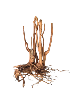 Racine Spikeroot 20-30 cm pour aquarium - décor forestier