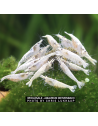 Neocaridina Snow Storm — juvéniles 1-1,5 cm (White Pearl)