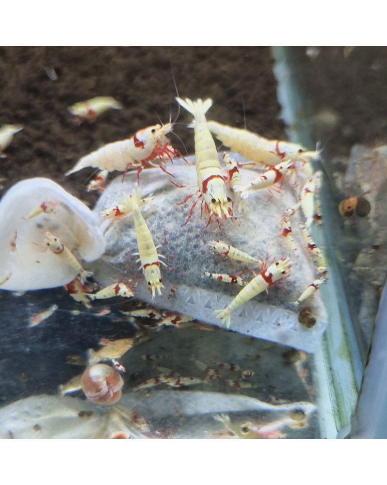 Lubao Bag - sachet biologique pour aquariums