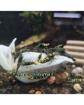 Lubao Bag - sachet biologique pour aquariums