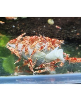 Lubao Bag - sachet biologique pour aquariums