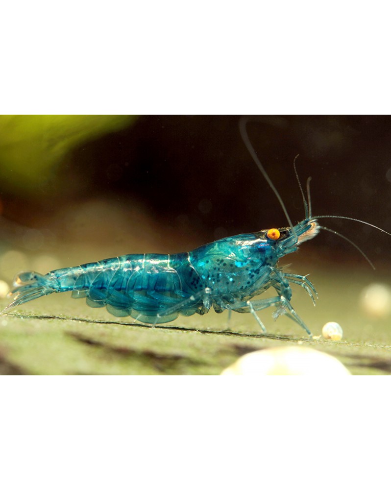 Neocaridina davidi - Blue Dream Orange Eyes - Top (Elev. 
