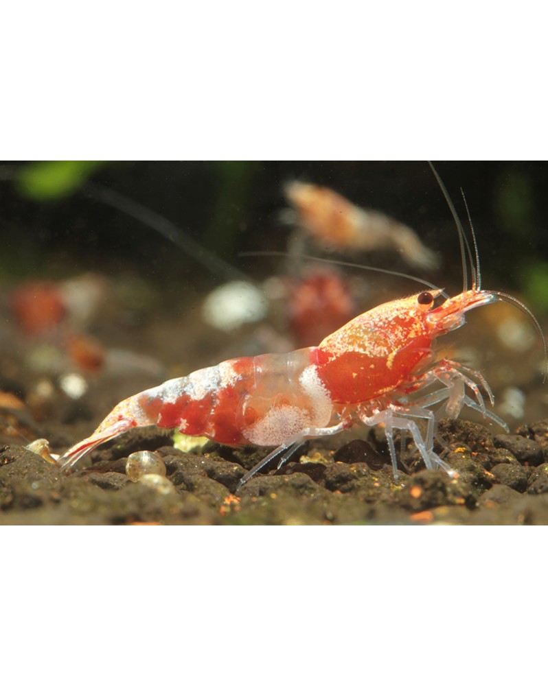 Caridina Ocean Red - crevette rouge adulte