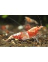 Caridina Ocean Red - crevette rouge adulte