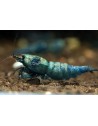 Caridina logemanni - Blue Bolt Deep (Elev. 