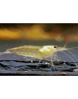 Caridina multidentata Japonica - Amano Yellow - M (2-4cm)