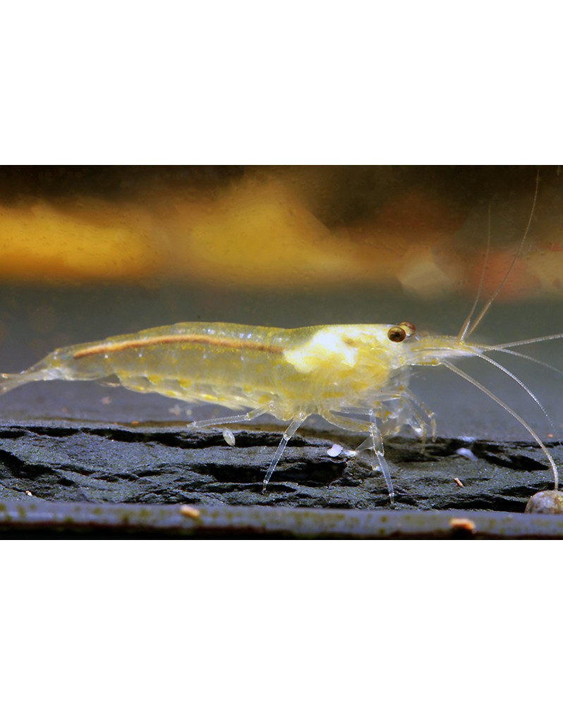 Caridina multidentata Japonica - Amano Yellow - M (2-4cm)