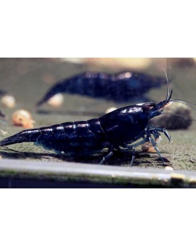 Crevette Blue Dream souche bleue 1-1.5 cm