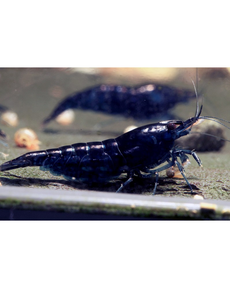 Crevette Blue Dream souche bleue 1-1.5 cm
