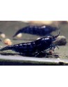 Crevette Blue Dream souche bleue 1-1.5 cm