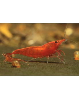 Crevette Red Cherry souche Sakura 1-1.5 cm