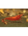 Crevette Red Cherry souche Sakura 1-1.5 cm