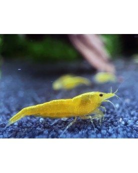 Neocaridina davidi - Yellow Fire Néon (Elev. 
