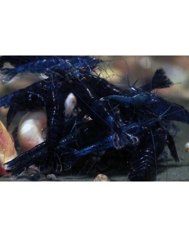Neocaridina davidi - Blue Dream (Elev. 