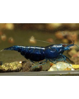 Neocaridina davidi - Blue Dream (Elev. 